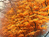 Autumn Leaves 2008 - Framed Embellished Giclee on Canvas - Huge Limited Edition Print by Alexei Butirskiy - 9 Autumn Leaves 2008 - Framed Embellished Giclee on Canvas - Huge Limited Edition Print by Alexei Butirskiy - 9