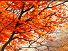 Autumn Leaves 2008 - Framed Embellished Giclee on Canvas - Huge Limited Edition Print by Alexei Butirskiy - 8 Autumn Leaves 2008 - Framed Embellished Giclee on Canvas - Huge Limited Edition Print by Alexei Butirskiy - 8
