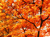 Autumn Leaves 2008 - Framed Embellished Giclee on Canvas - Huge Limited Edition Print by Alexei Butirskiy - 6 Autumn Leaves 2008 - Framed Embellished Giclee on Canvas - Huge Limited Edition Print by Alexei Butirskiy - 6