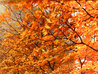 Autumn Leaves 2008 - Framed Embellished Giclee on Canvas - Huge Limited Edition Print by Alexei Butirskiy - 10 Autumn Leaves 2008 - Framed Embellished Giclee on Canvas - Huge Limited Edition Print by Alexei Butirskiy - 10