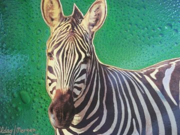 Zebra 16x20 Original Painting - Juergen Aldag Zebra 16x20 Original Painting - Juergen Aldag