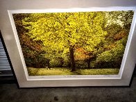 Yellow Tree 1987 Limited Edition Print by Harold Altman - 1 Yellow Tree 1987 Limited Edition Print by Harold Altman - 1