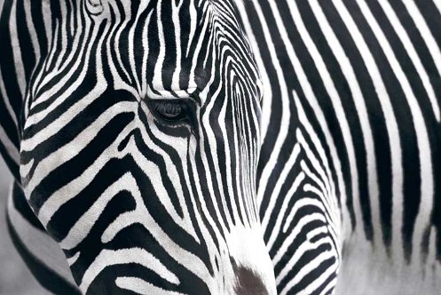 Africa Africa