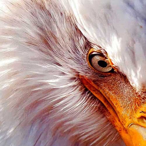 View Listings from the Patriot / Flags / Liberty Collection