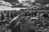 Salgado, Sebastiao Art