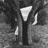 Woodman, Francesca Art