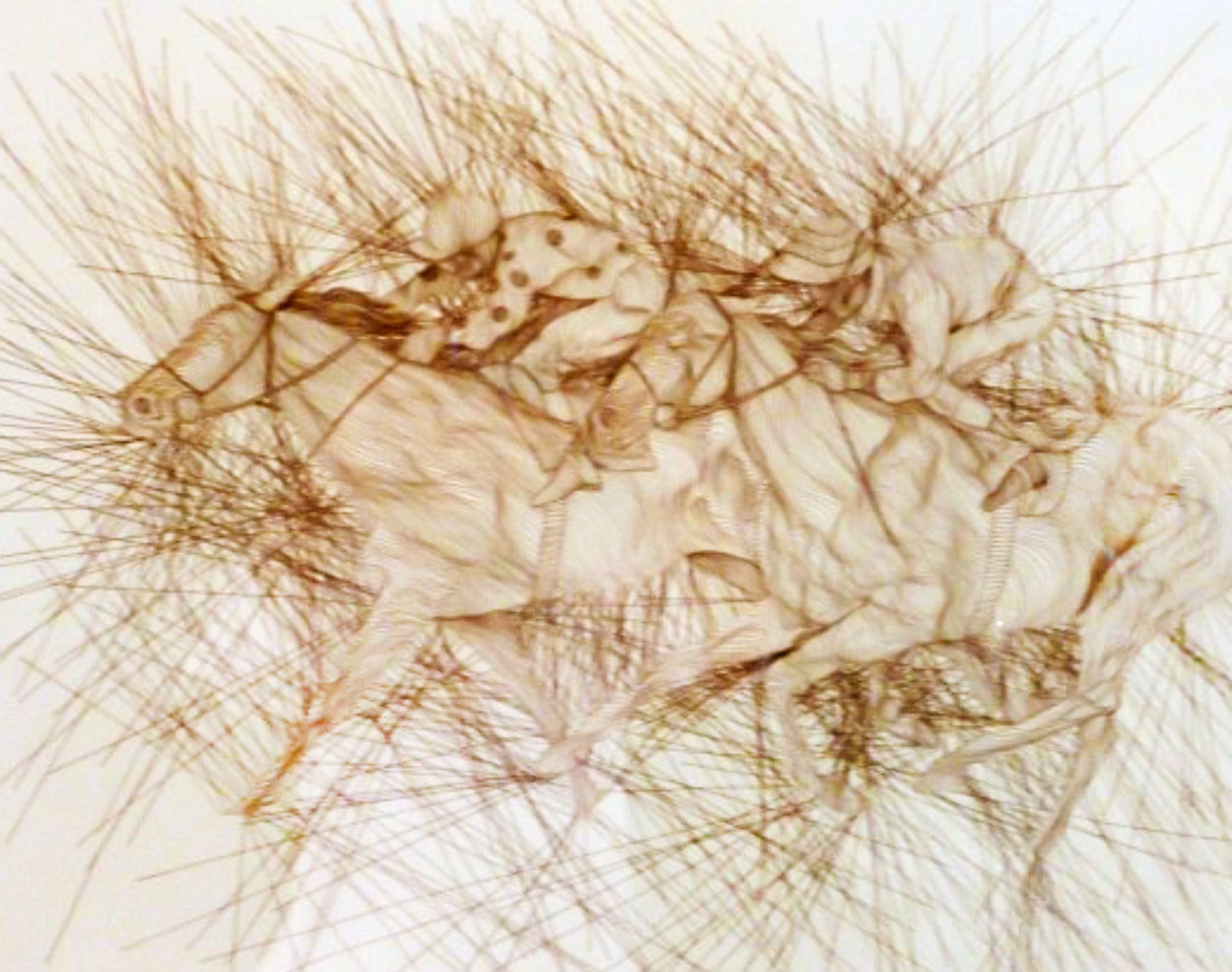 Last Furlong 1986 Limited Edition Print by Guillaume Azoulay Last Furlong 1986 Limited Edition Print by Guillaume Azoulay