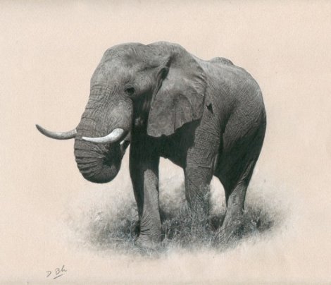 African Bull Drawing 19x19 Drawing - Darren Baker