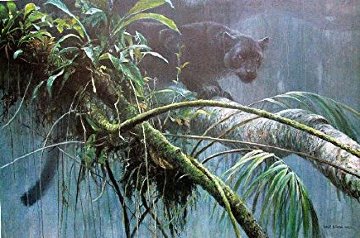 Shadow of the Rainforest 1993 Limited Edition Print - Robert Bateman Shadow of the Rainforest 1993 Limited Edition Print - Robert Bateman