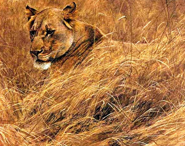In the Grass - Lioness Limited Edition Print - Robert Bateman In the Grass - Lioness Limited Edition Print - Robert Bateman