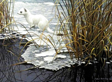 Edge of the Ice - Ermine 1981 Limited Edition Print - Robert Bateman Edge of the Ice - Ermine 1981 Limited Edition Print - Robert Bateman