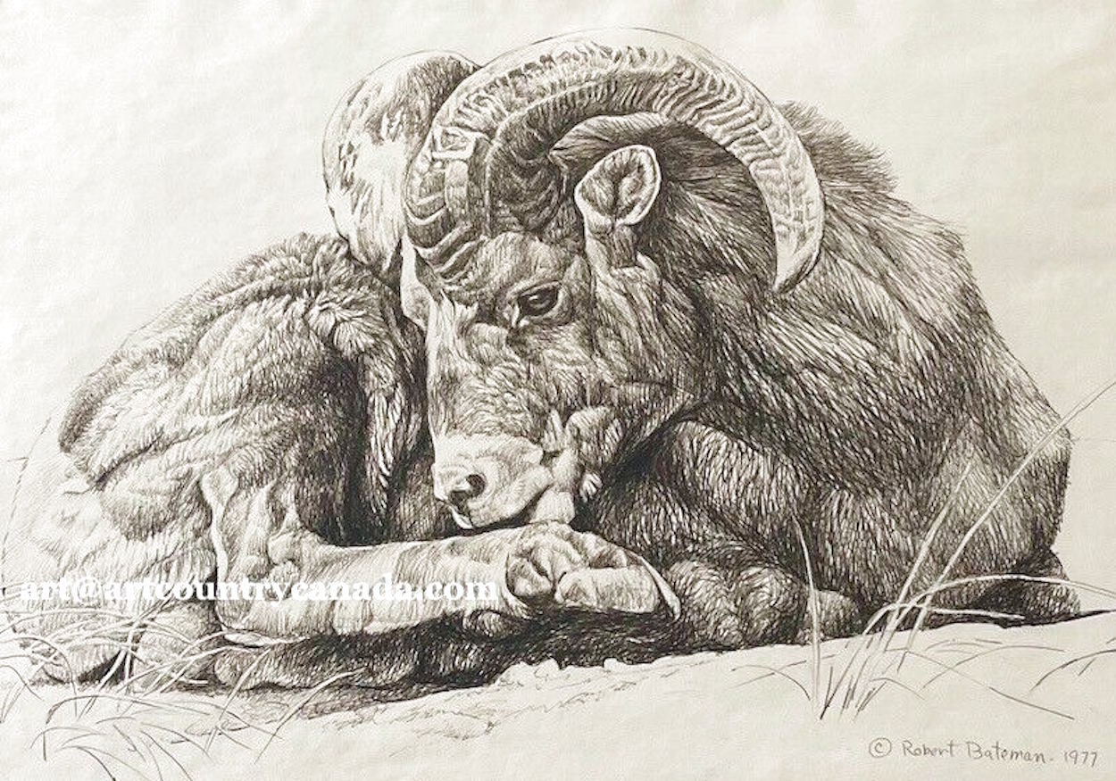 Bighorn Sheep 1978 15x19 - Drawing Drawing by Robert Bateman