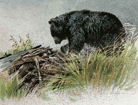 Black Bear Predator Series: Black Bear Foraging 1994 Limited Edition Print - Robert Bateman