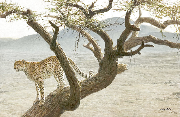 Lewa Cheetah AP Limited Edition Giclee on Canvas by Robert