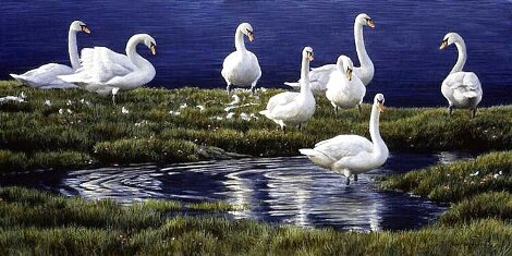 Bank of Swans - Huge - Signed Twice Limited Edition Print - Robert Bateman