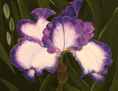 Purple Iris 2011 24x30 Original Painting - Palyn Beaulieu