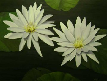 White Water Lilies 2011 30x40 Original Painting - Palyn Beaulieu White Water Lilies 2011 30x40 Original Painting - Palyn Beaulieu