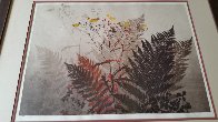 Ferns Limited Edition Print by Elton Bennett - 1 Ferns Limited Edition Print by Elton Bennett - 1