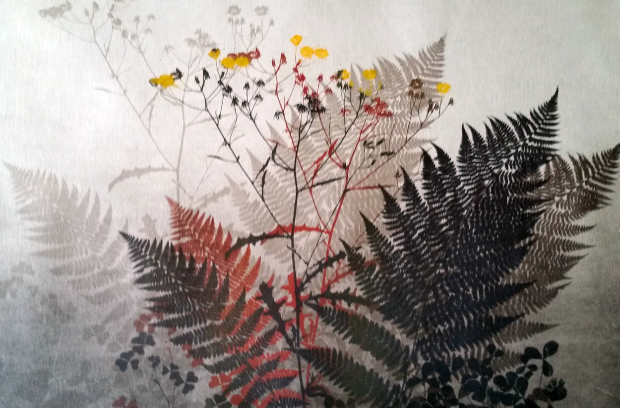 Ferns Limited Edition Print by Elton Bennett Ferns Limited Edition Print by Elton Bennett