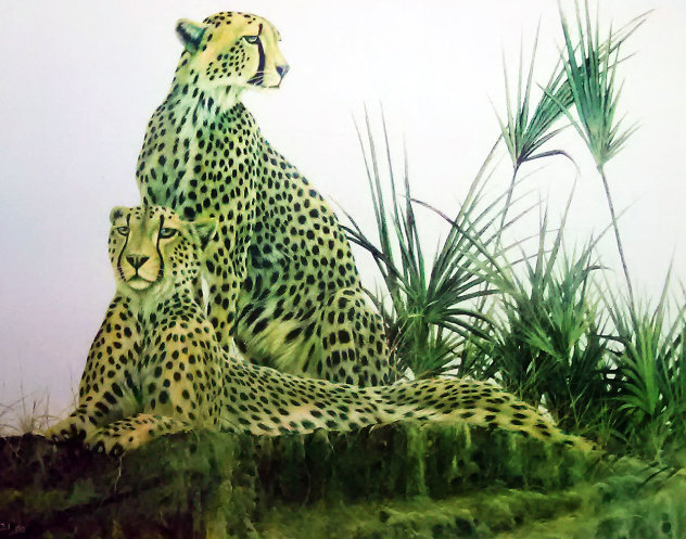 Wild Cheetahs AP Limited Edition Print by Andrew Bone