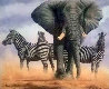Ghost of Etosha 2012 Limited Edition Print by Andrew Bone - 0