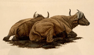 Buffalo Wallowing 2014 22x25 Original Painting - Andrew Bone Buffalo Wallowing 2014 22x25 Original Painting - Andrew Bone