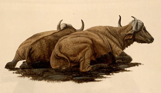 Buffalo Wallowing 2014 Oil on Canvas by Andrew Bone - For Sale on Art ...