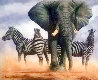 Ghost of Etosha EA 2012 - Namibia Limited Edition Print by Andrew Bone - 0