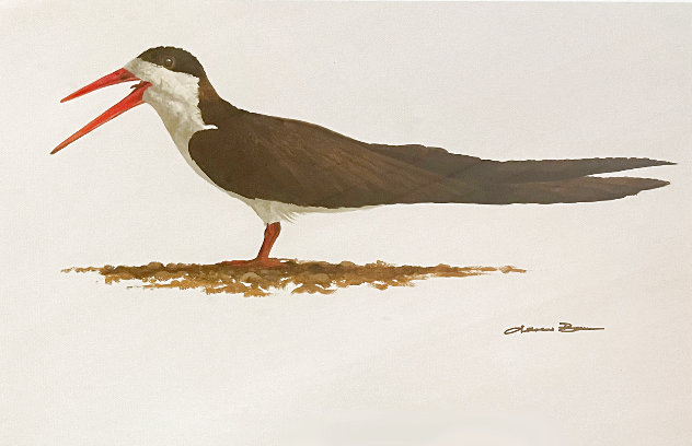 African Skimmer 2007 24x28 Original Painting by Andrew Bone