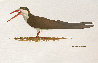 African Skimmer 2007 24x28 Original Painting by Andrew Bone - 0