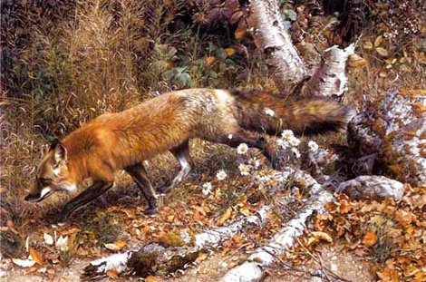 Pathfinder - Red Fox 1991 Limited Edition Print - Carl Brenders