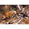 Pathfinder - Red Fox 1991 Limited Edition Print by Carl Brenders - 1