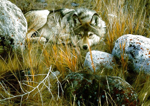 One-to-One (Grey Wolf) 1991 Limited Edition Print by Carl Brenders