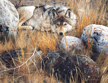 One to One - Gray Wolf 1991 Limited Edition Print - Carl Brenders One to One - Gray Wolf 1991 Limited Edition Print - Carl Brenders