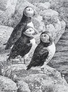 Puffins 19x15 Drawing - Carl Brenders Puffins 19x15 Drawing - Carl Brenders