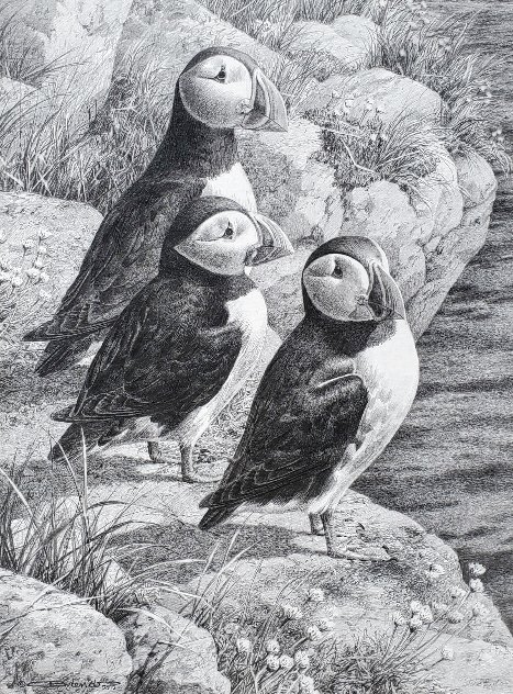 Puffins 19x15 Drawing by Carl Brenders