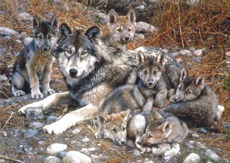 Den Mother Wolf Family - Huge Limited Edition Print - Carl Brenders