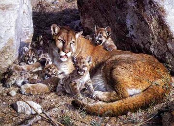 Rocky Camp - Cougar Family 1993 - Huge -Colorado Limited Edition Print - Carl Brenders