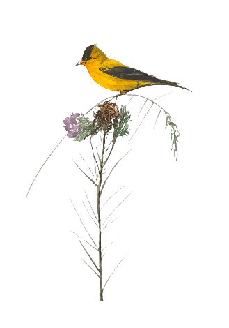 Nesting Time, Perfect Perch, As Light As a Thistle Set of 3 2010 Limited Edition Print - Pat Buckley Moss