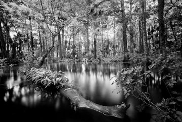 Loxahatchee River #1 Unique 1991 Panorama - Clyde Butcher Loxahatchee River #1 Unique 1991 Panorama - Clyde Butcher