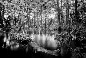 Loxahatchee River #1 Unique 1991 Panorama by Clyde Butcher - 0 Loxahatchee River #1 Unique 1991 Panorama by Clyde Butcher - 0