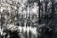 Loxahatchee River 1 Panorama by Clyde Butcher - 0