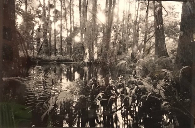 Loxahatchee #5 1991 Florida Panorama by Clyde Butcher Loxahatchee #5 1991 Florida Panorama by Clyde Butcher