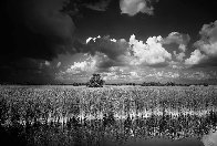 Ochopee Western Everglades Panorama by Clyde Butcher - 0 Ochopee Western Everglades Panorama by Clyde Butcher - 0