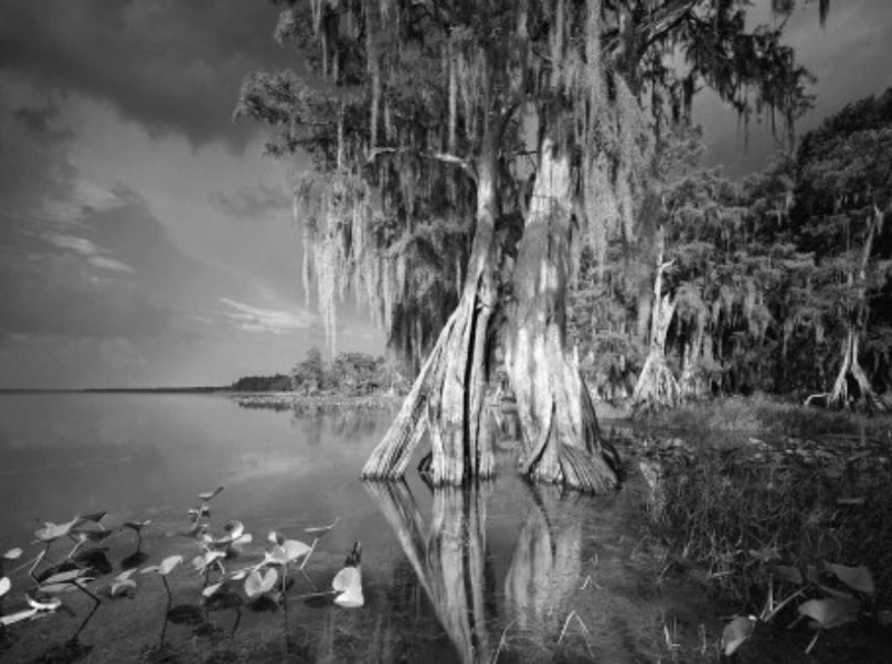 Clyde Butcher Art For Sale, Wanted