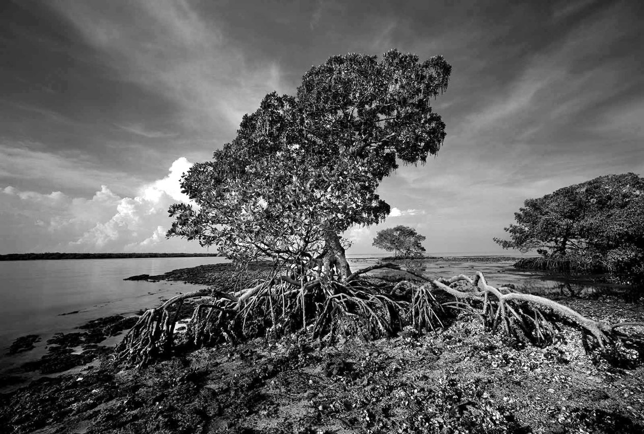 Florida Bay 1994 Limited Edition Photograph by Clyde Butcher For Sale