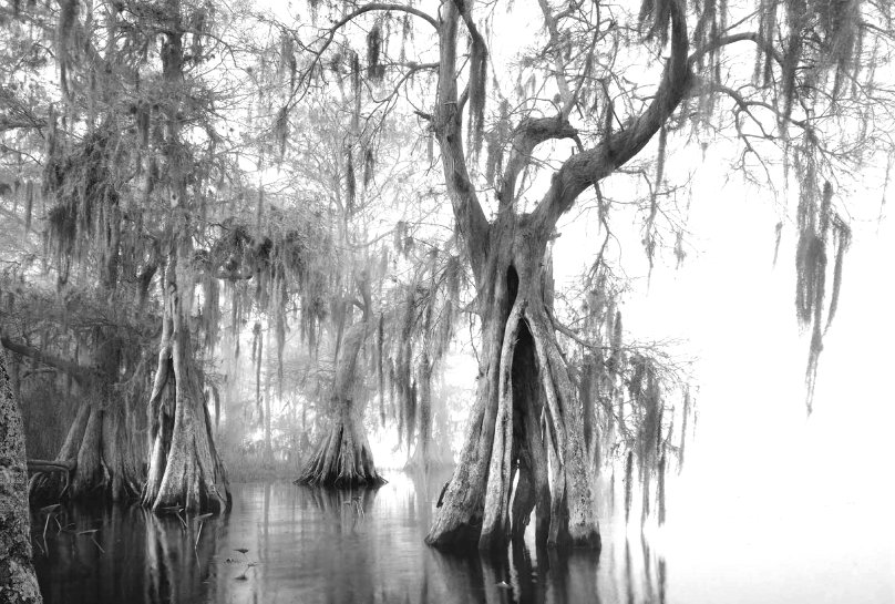 Clyde Butcher Art For Sale, Wanted