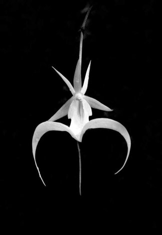 Ghost Orchid High 2001 Limited Edition Print - Clyde Butcher