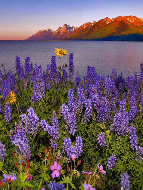 Teatime Lupins Panorama by William Carr