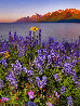 Teatime Lupins Panorama by William Carr - 0
